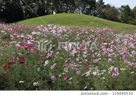 贊岐萬濃國立公園龍頭之裡的波斯菊 贊岐萬濃國立公園龍頭之裡的波斯菊 119849510