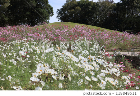 贊岐萬濃國立公園龍頭之裡的波斯菊 贊岐萬濃國立公園龍頭之裡的波斯菊 119849511