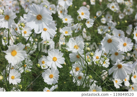 贊岐萬濃國立公園龍頭之裡的波斯菊(紙杯蛋糕) 贊岐萬濃國立公園龍頭之裡的波斯菊(紙杯蛋糕) 119849520