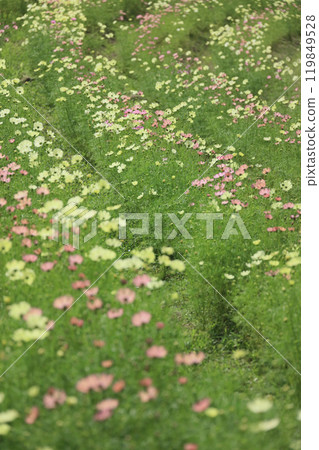 Sanuki Manno National Park, Cosmos in the Valley of the Blue Dragon in Ryuzu Village (Campus) Sanuki Manno National Park, Cosmos in the Valley of the Blue Dragon in Ryuzu Village (Campus) 119849528