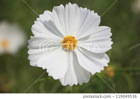 贊岐萬濃國立公園龍頭之裡的波斯菊(紙杯蛋糕) 贊岐萬濃國立公園龍頭之裡的波斯菊(紙杯蛋糕) 119849536