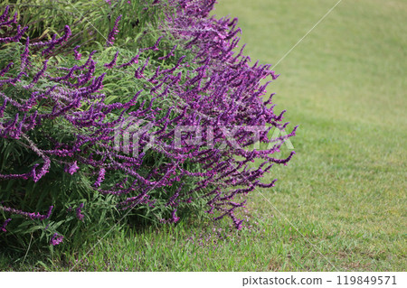 Salvia leucantha in Ryuzu Village, Sanuki Manno National Park Salvia leucantha in Ryuzu Village, Sanuki Manno National Park 119849571
