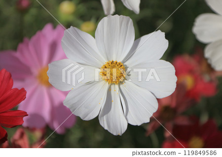 Cosmos at Ryuzu Village in Sanuki Manno National Park 119849586