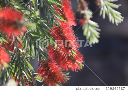 Brushwood trees at Ryuzu Village in Sanuki Manno National Park 119849587