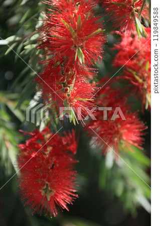 贊岐萬濃國立公園龍頭之裡的灌木叢 贊岐萬濃國立公園龍頭之裡的灌木叢 119849588