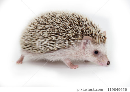 Little hedgehog on white background. Little hedgehog on white background. 119849656