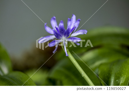 Purple flowers wet in the rain Purple flowers wet in the rain 119850027