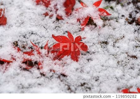 Autumn leaves falling on the snow 119850282