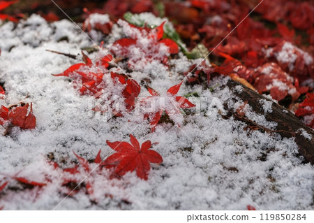 Autumn leaves falling on the snow 119850284