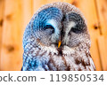 Owl with sharp eyes 119850534
