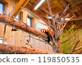 Red panda resting on a tree 119850535