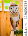 owl's sharp gaze 119850536