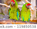 Colorful parrot 119850538