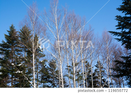 Winter birch trees, pine forests and blue sky 119850772