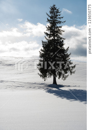 A pine tree Biei-cho standing in a snowy field A pine tree Biei-cho standing in a snowy field 119850775