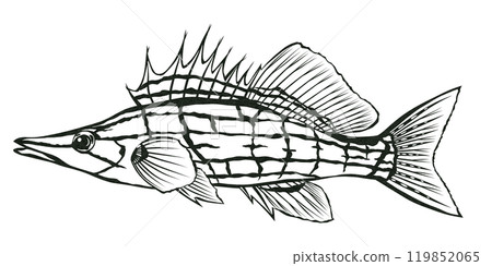 觀賞魚 Kudagombe 的簡單黑白剪紙插圖 119852065