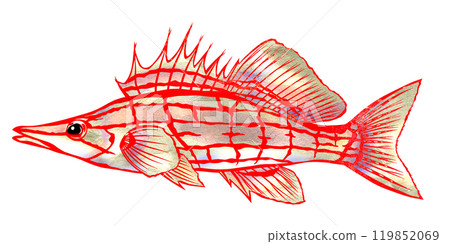 可愛的觀賞魚 Kudagombe 的剪紙插圖 119852069