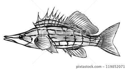 Kudagombe 的黑白剪紙插圖，一種具有美麗網狀圖案的觀賞魚 119852071