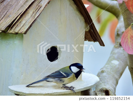 A great tit returns to the garden after a long time to inspect the nest box. 119852154