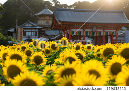 [Choshi City, Chiba Prefecture] Manganji Temple's sunflower fields 119852313