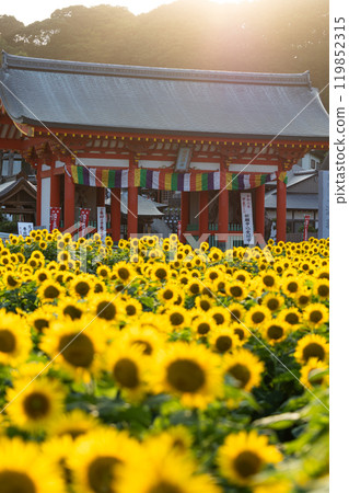 [千葉縣銫子市] 萬願寺的向日葵田 119852315