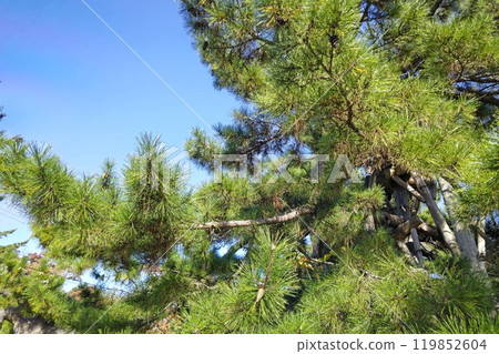 I look up at a pine tree 119852604