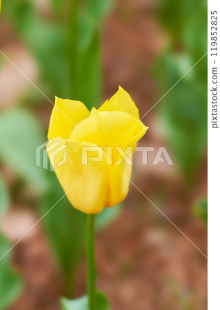 一朵歡呼的黃色鬱金香花的特寫鏡頭-強金 119852825