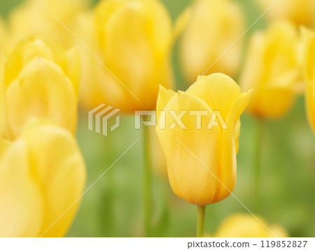 一朵歡呼的黃色鬱金香花的特寫鏡頭-強金 119852827