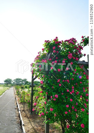 大杉玫瑰園（新潟縣） 119852960