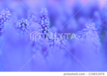 成簇生長的穆斯卡里花的特寫 119852978