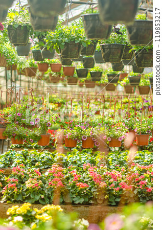 The hanging pots in a greenhouse. Plants hanging from the ceiling in a greenhouse High quality photo 119853217