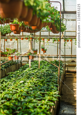 Growing flowers and seedlings in vintage greenhouse. High quality photo Growing flowers and seedlings in vintage greenhouse. High quality photo 119853225