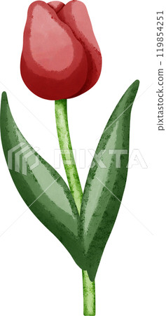 Coquette red tulip 119854251
