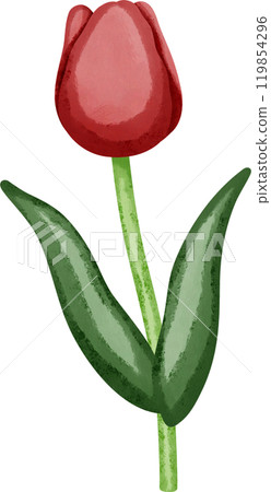 Coquette red tulip 119854296