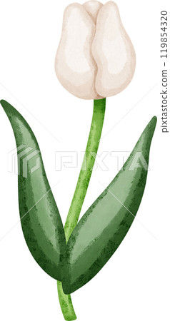 Coquette white tulip Coquette white tulip 119854320