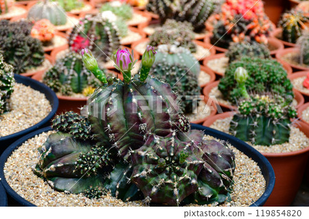 Gymnocalycium hybrid variegated in outdoor cactus farm. 119854820