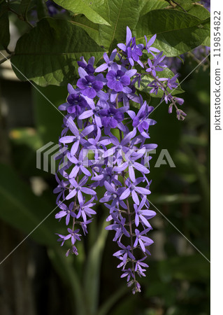 Petrea volubilis, commonly known as purple wreath, queen's wreath or sandpaper vine, is an evergreen flowering vine, native to Tropical America with violet flowers. Petrea volubilis, commonly known as purple wreath, queen's wreath or sandpaper vine, is an evergreen flowering vine, native to Tropical America with violet flowers. 119854822