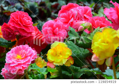 Blooming of colorful Begonia flowers in controlled tenperature dome. 119854919