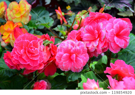 Blooming of colorful Begonia flowers in controlled tenperature dome. 119854920