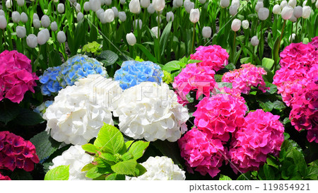 Colorful Hydrangea flowers in indoor garden dome. 119854921