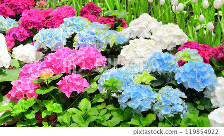 Colorful Hydrangea flowers in indoor garden dome. 119854922