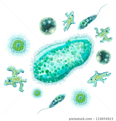 Unicellular bacteria and microorganisms. Color illustration of protozoa. Design of antibacterial agents, antiseptics and antibiotics. For printing of educational and medical books, manuals, posters. 119854923