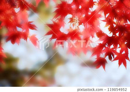 Blurred autumn background with warm autumn sun light. 119854952