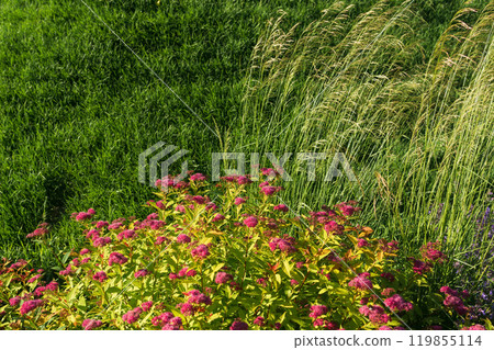 Colorful flowers and grasses in a garden on a sunny day 119855114