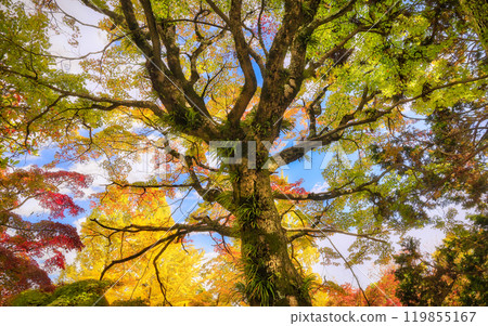 Autumn gathers around the big tree Autumn gathers around the big tree 119855167