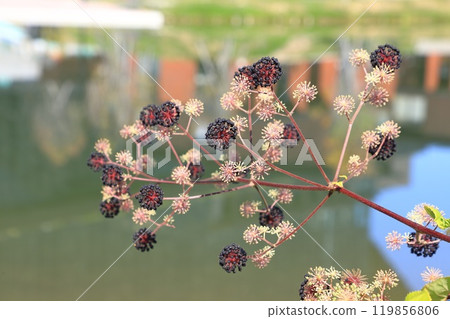Angelica arborescens fruits starting to turn color 119856806