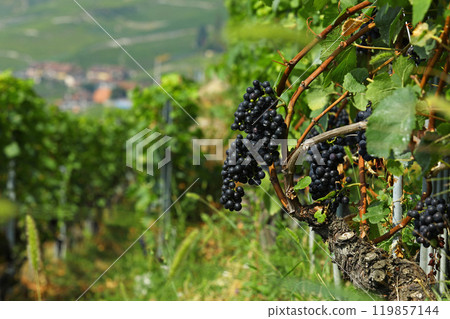 Bunches of fresh ripe grapes in the vineyard. Organic farm product. Bunches of fresh ripe grapes in the vineyard. Organic farm product. 119857144