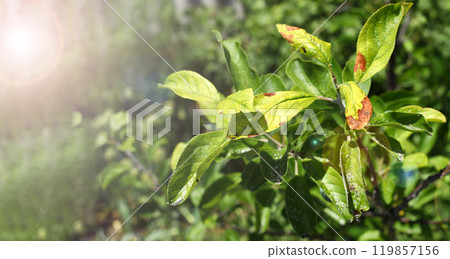 Plum tree disease, marsoniosis of plum leaves, fungal disease, diseases of fruit trees. Plum tree disease, marsoniosis of plum leaves, fungal disease, diseases of fruit trees. 119857156