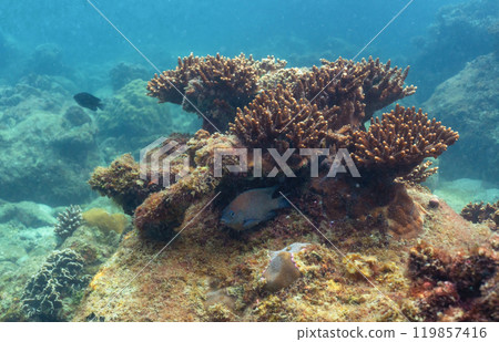 underwater landscape of a coral reef with colorful exotic fish underwater landscape of a coral reef with colorful exotic fish 119857416