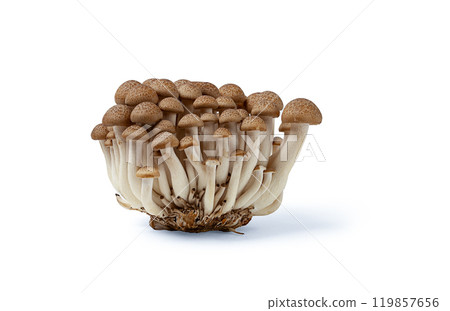 Brown shemegi, on a white background, raw, isolate, 119857656
